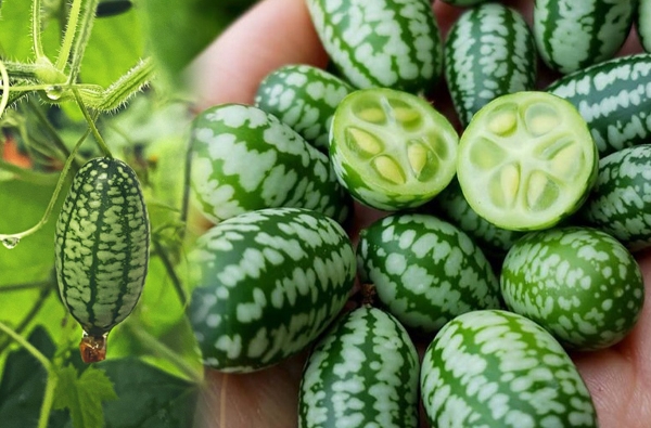 5H_Hạt Giống Dưa Chuột Mexico (dễ trồng)