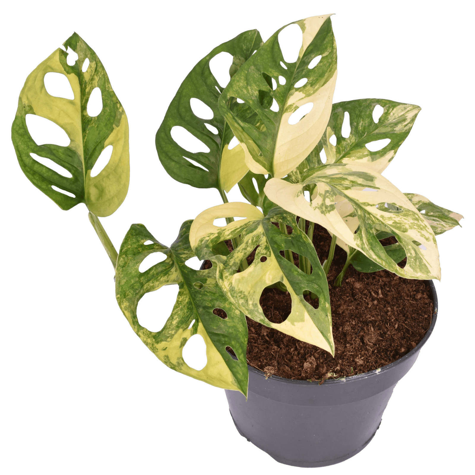 Trầu bà lỗ var (Adansonii Aurea) - Hàng đẹp như hình