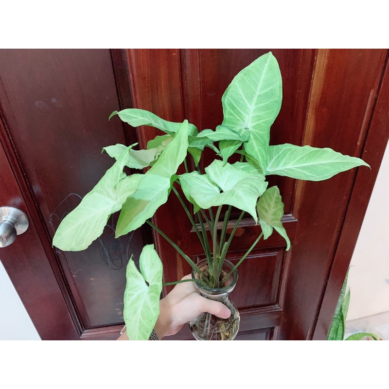 Cây trầu bà trắng / Cây tróc bạc (có thể trồng thuỷ sinh)