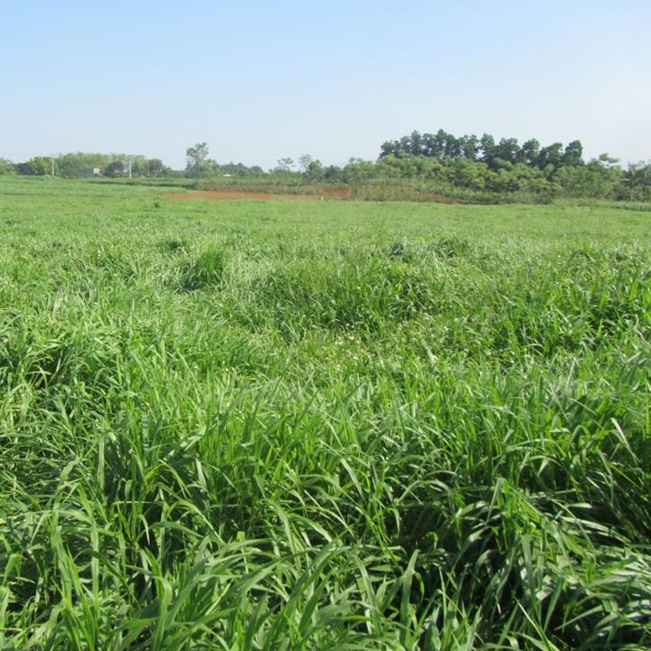 Hạt giống cỏ Ruzi gói 100gr