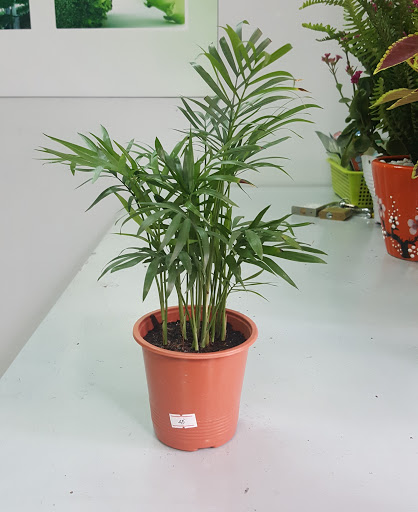 Cây tiểu trâm , trúc nhật , cau cảnh