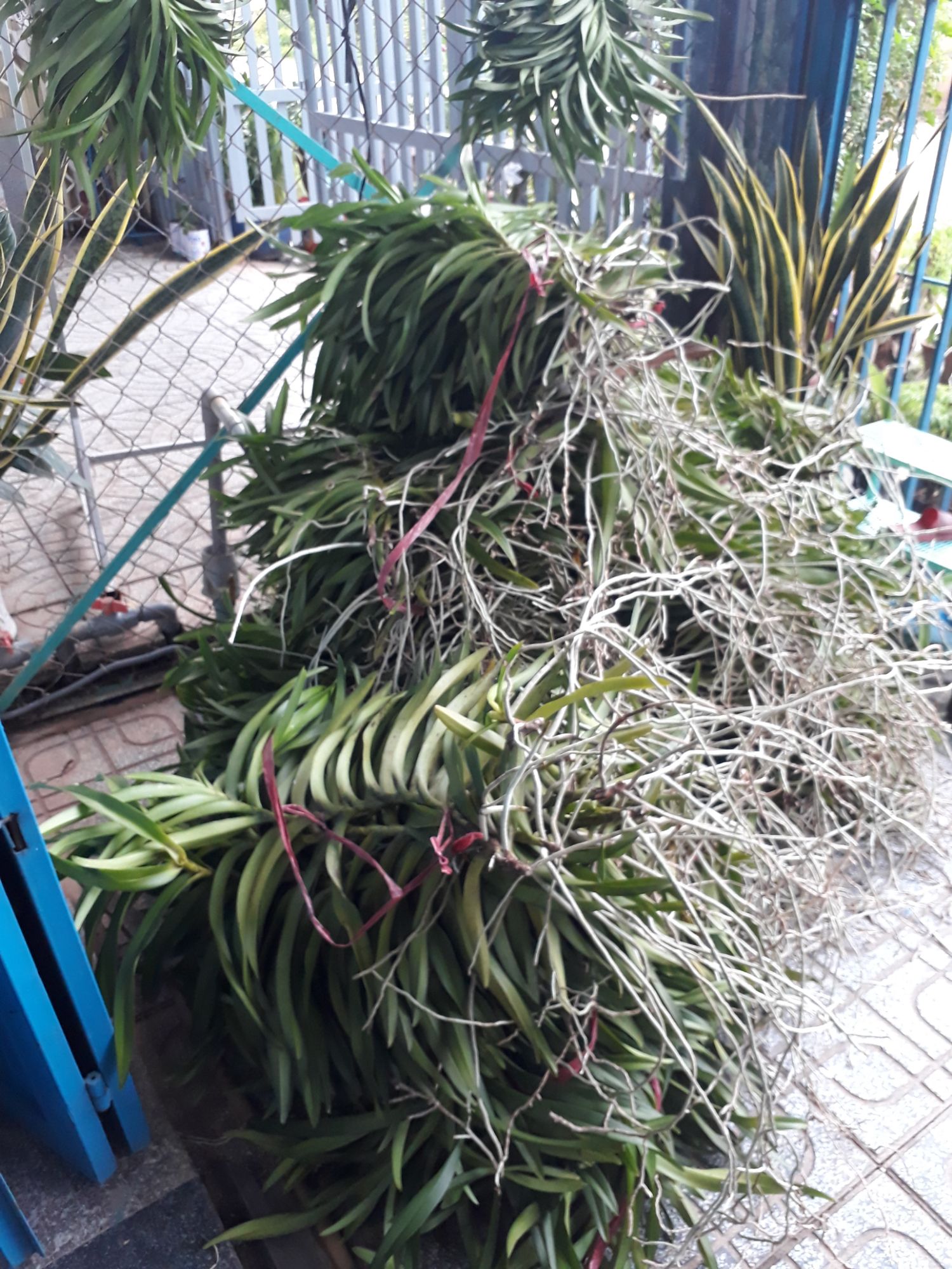 Combo 5 Cây Lan Giống Mokara Màu Đỏ(Cây cao 30-40cm)