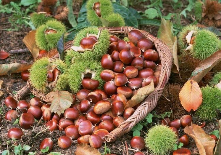 [HCM]Hạt Dẻ JAS Nhật Bản Ăn Liền 260G