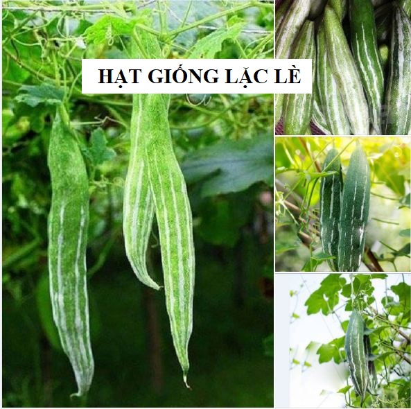 Hạt Giống Lặc Lầy( Khổ Qua Tây Xanh) - 10 hạt