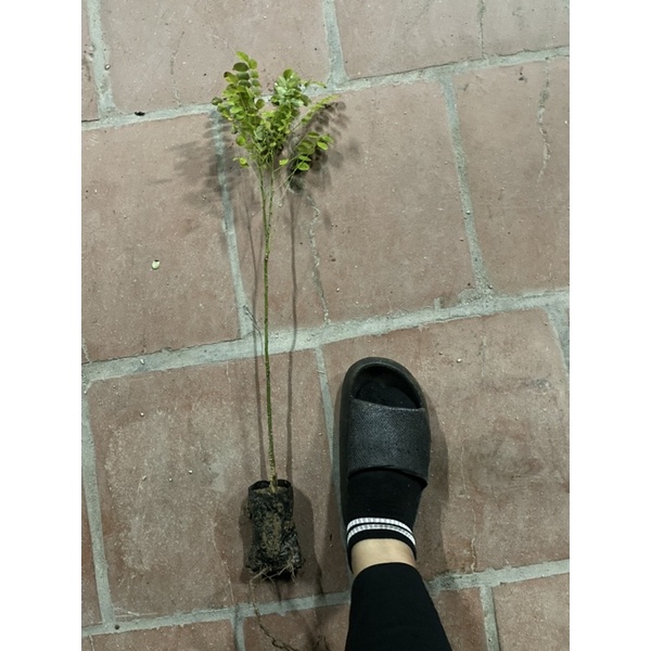 Combo 10 CÂY HOÈ GIỐNG TRỒNG LẤY HOA