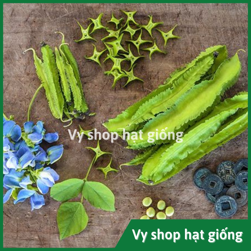 Hạt giống đậu rồng (đậu khế) Thái Lan gói 8 hạt