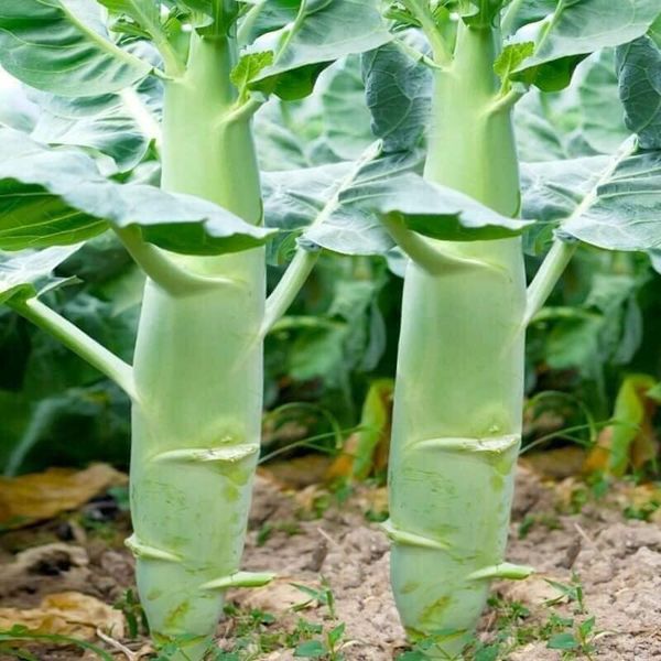 Hạt giống cải ngồng mập gói 10gr