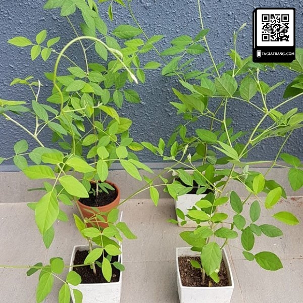 Hạt giống hoa đậu biếc đơn