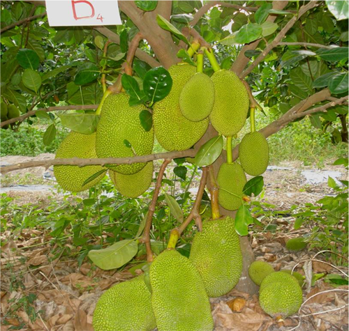 CÂY GIỐNG MÍT THÁI SIÊU SỚM CHANGAI
