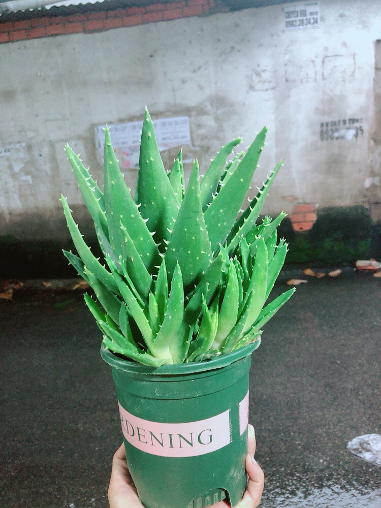 [HCM]Chậu Nha Đam Kiểng