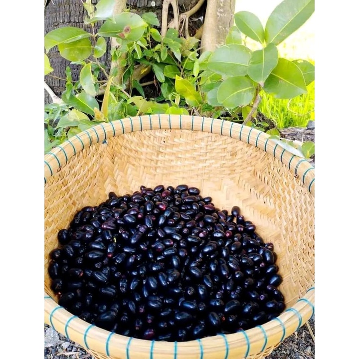 CÂY GIỐNG TRÂM GỐI LÙN TỨ QUÝ (SIÊU SỚM CÓ BẢO HÀNH) SDS