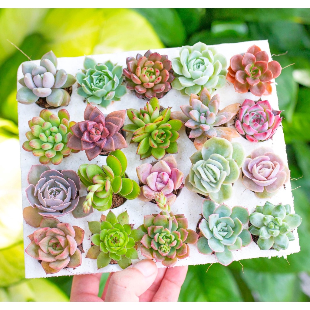 Combo SEN ĐÁ VỈ mini