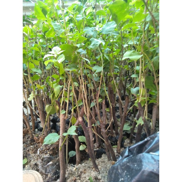 CÂY HOA GIẤY NGŨ SẮC CHUẨN ĐẸP 100%