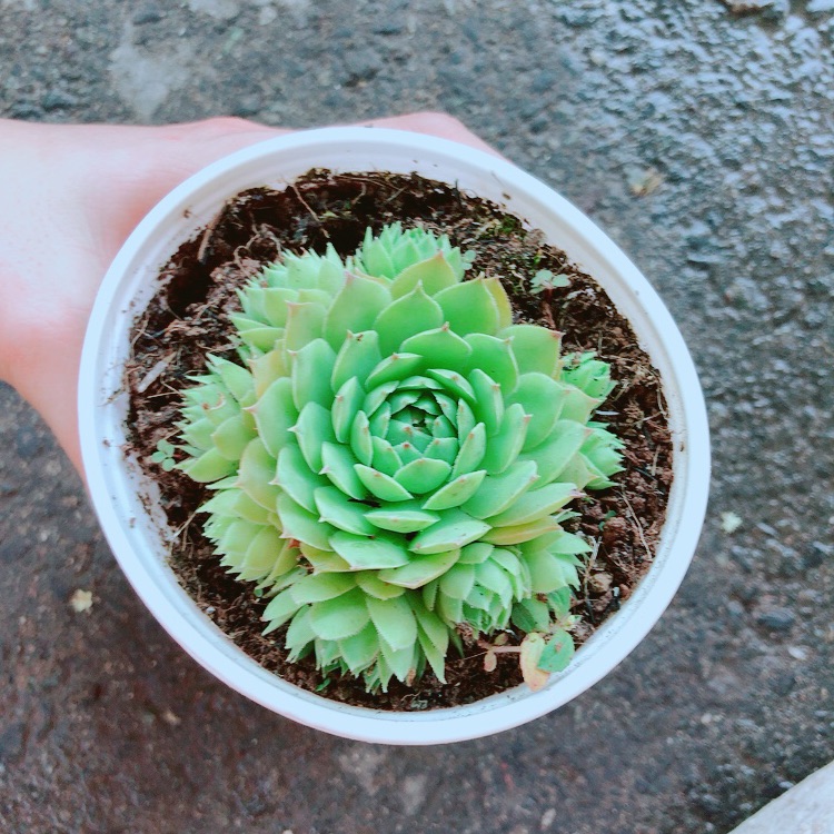 Chậu Sen Đá Phật Bà