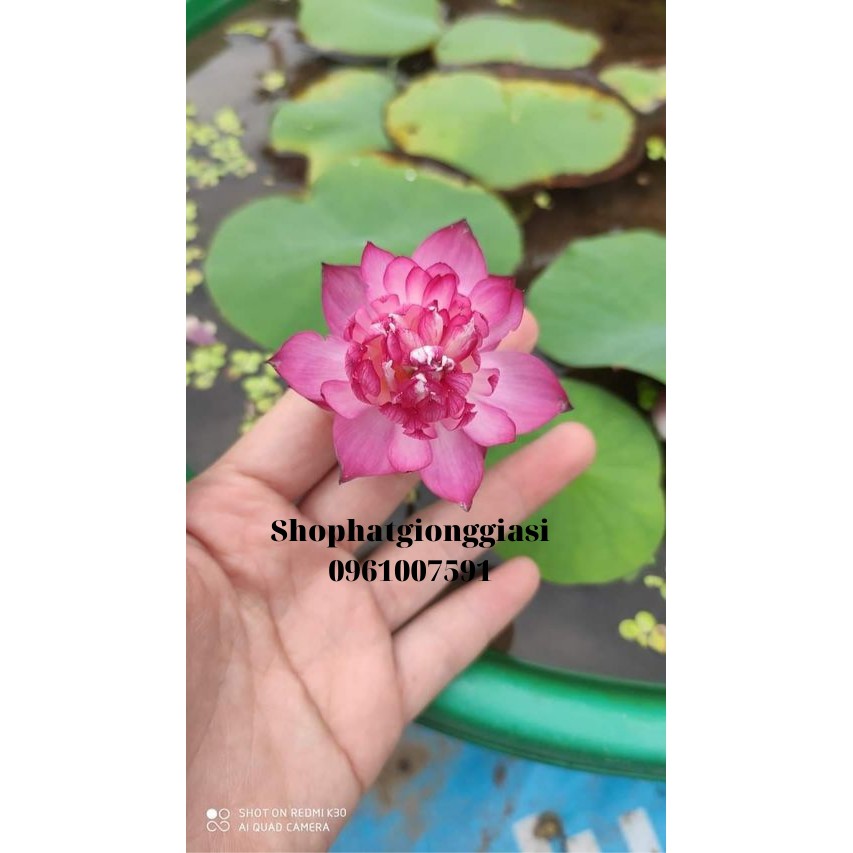 Bùn Khô Trồng Sen Mini Gói 500 Gram