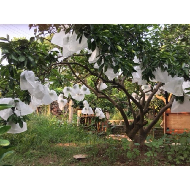100 Túi Bọc Trái Cây Bưởi Da Xanh 30x35cm Thương Hiệu Ánh Dương - VUA BAO BÌ