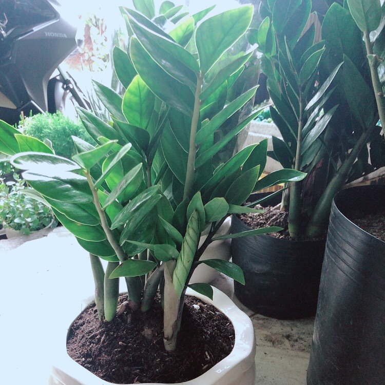 Chậu cây kim tiền