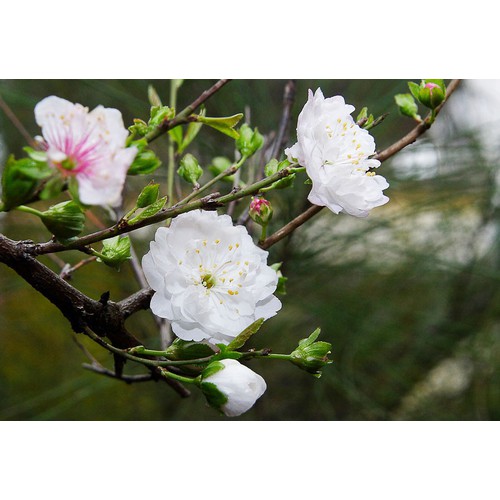 "Gói 5 Hạt " Hạt giống mai trung quốc hoa màu trắng