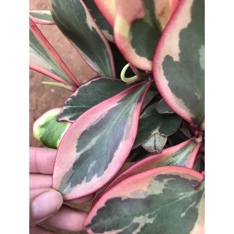Trường sinh cẩm thạch đỏ - Peperomia obtusifolia var
