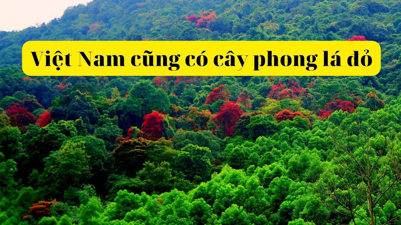 Cây lim lá thắm giống