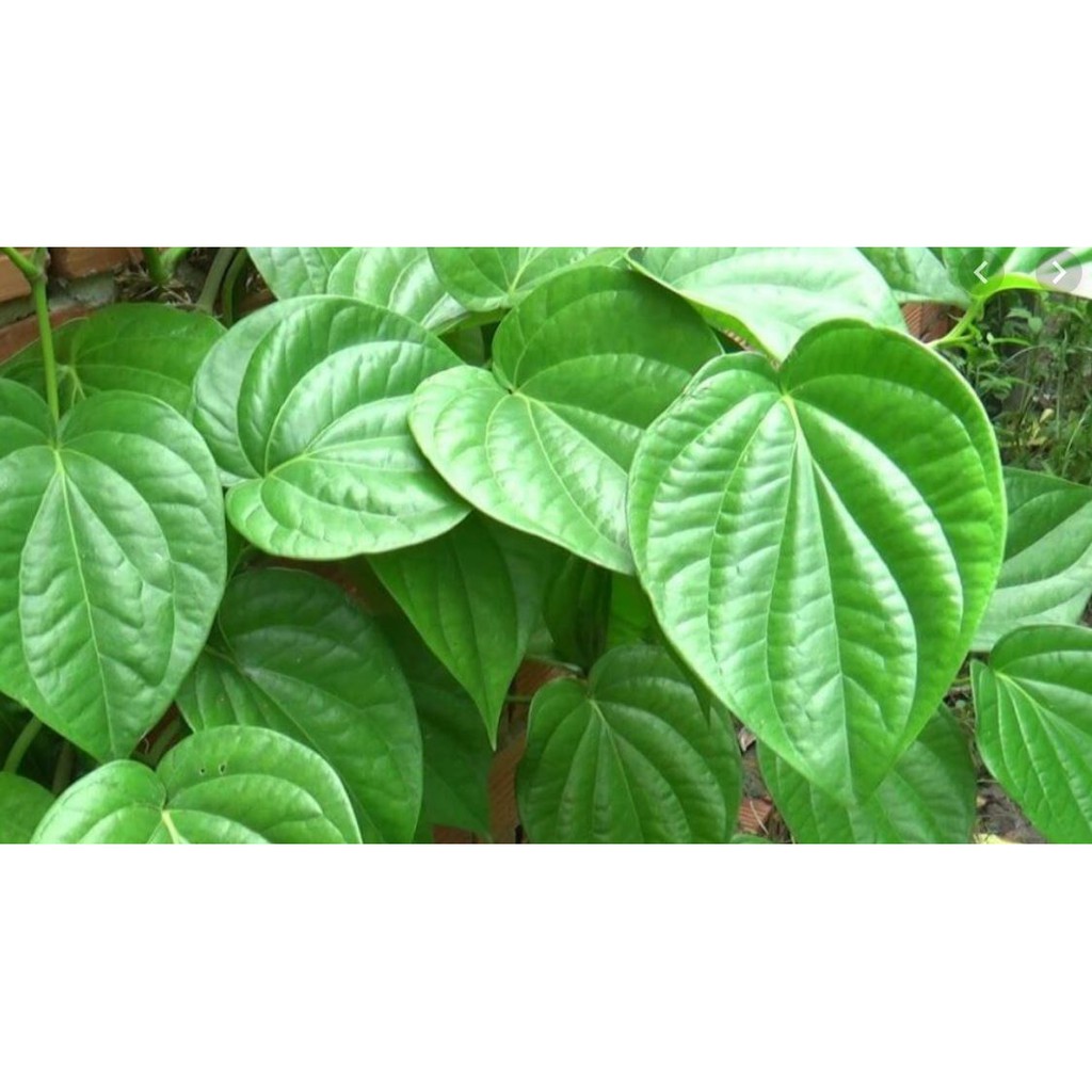 Lá Trầu Không khô (500g)