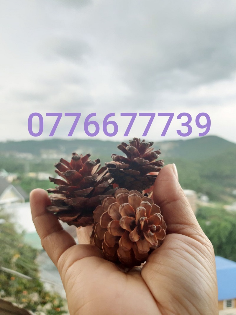 1kg Trái thông khô loại lớn