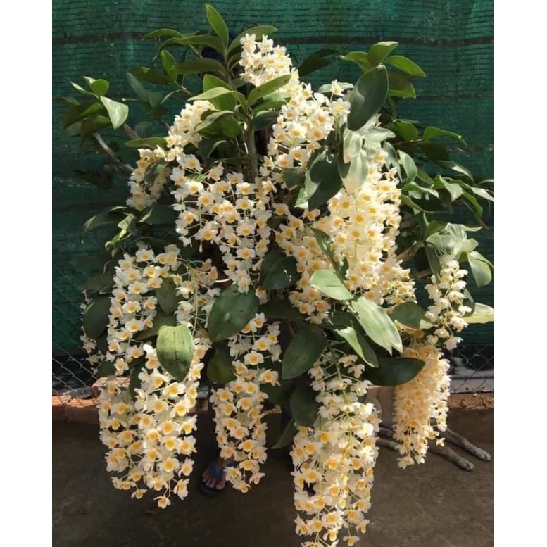 Hoa Lan kiều vuông(1 bó hình cuối) HOA TẾT