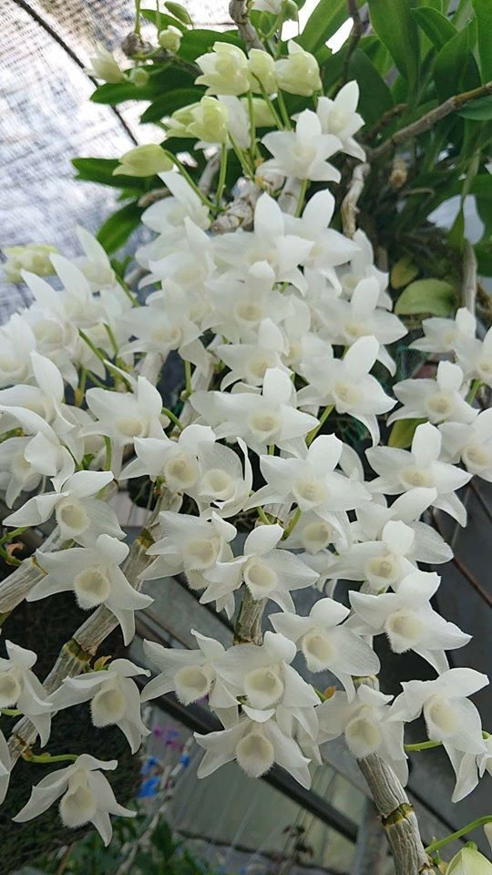 Hoa phong lan trầm trắng