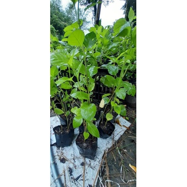 2 bầu cây giống rau ngót nhật
