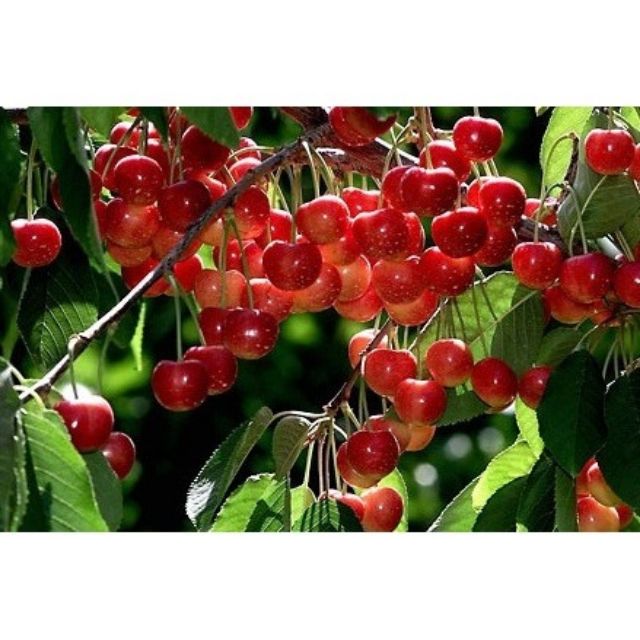 MA242B Hạt giống Quả Anh Đào (Cherry Mỹ) 5 Hạt/ Gói