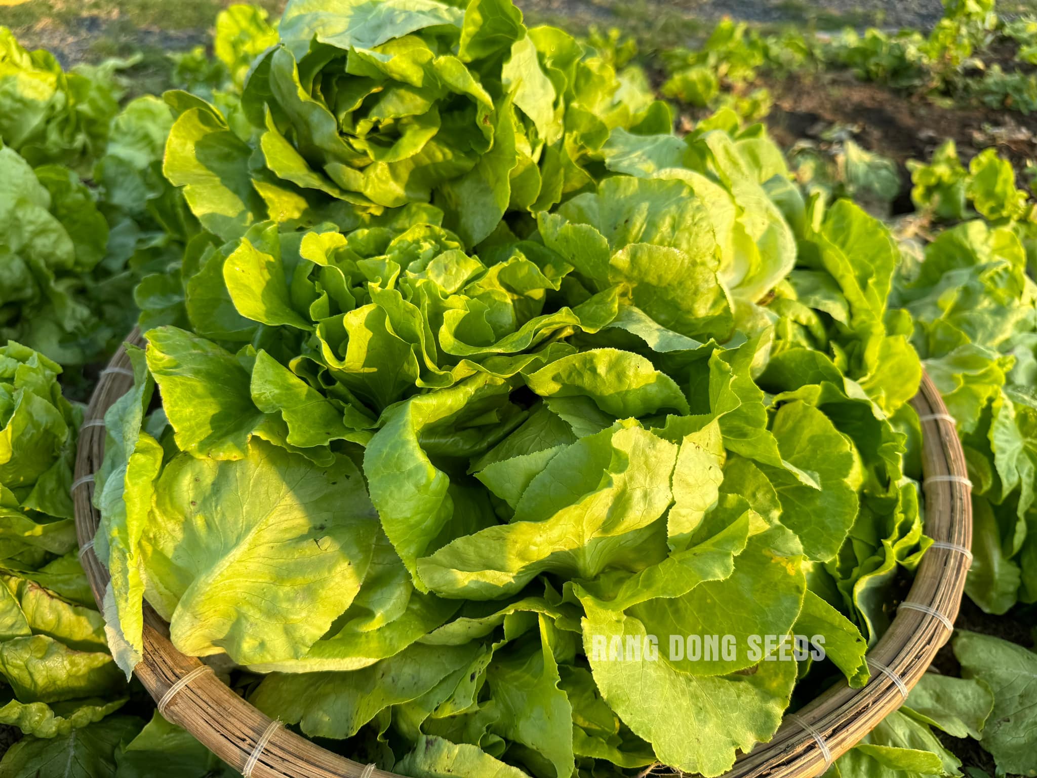 [Seeds] Hạt giống xà lách búp RD45, đóng gói 5gr (khoảng 2500 hạt)