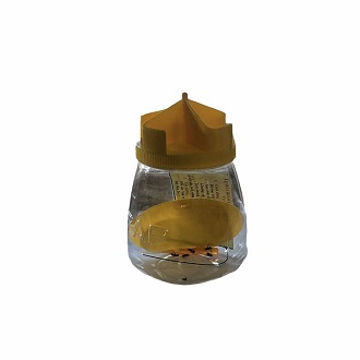 combo bẫy ruồi vàng và côn trùng sinh học