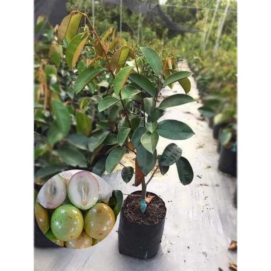 Cây vú sữa lò rèn ( ảnh thật cây cao 50 cm )