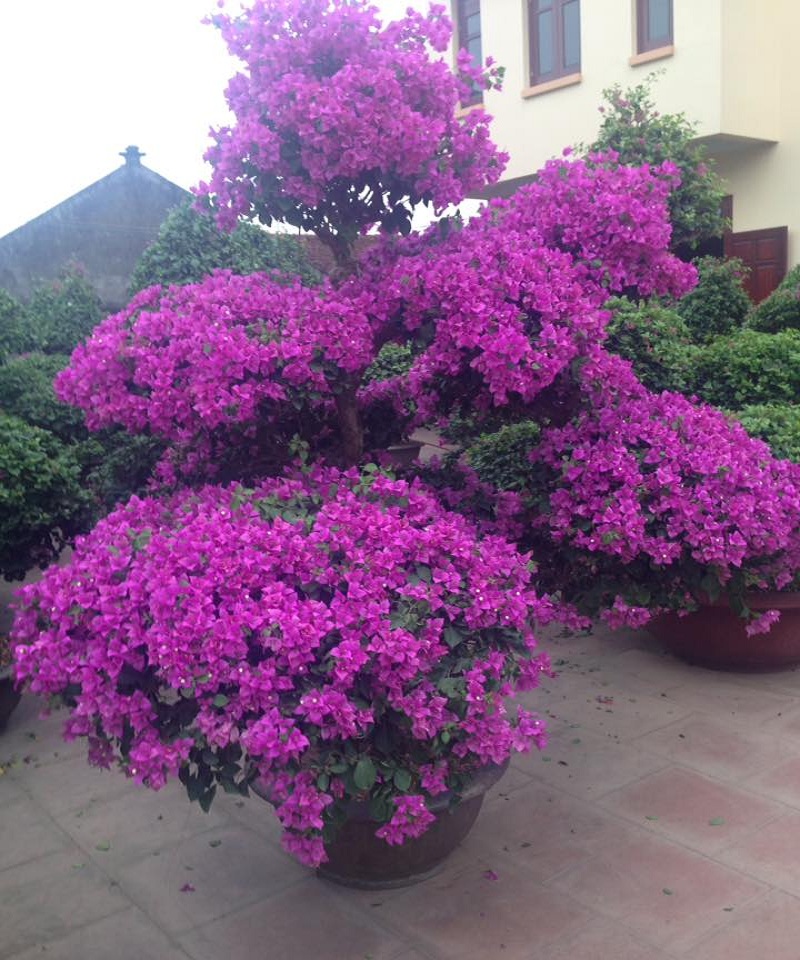 Hoa giấy màu tím Lazada.vn sẽ khiến bạn phát cuồng vì sự độc đáo, ấn tượng và sắc màu tuyệt vời của chúng. Hãy để những bông hoa màu tím này mang đến cho bạn sự sang trọng, tinh tế và đẳng cấp, khi bạn sử dụng chúng để trang trí cho các không gian sống của mình.