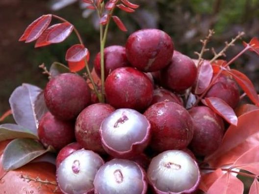 CÂY GIỐNG NHÃN TÍM DỄ TRỒNG