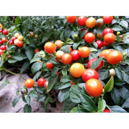 HẠT ỚT KIỂNG QUẢ TRÒN - GÓI 0,3 GRAM