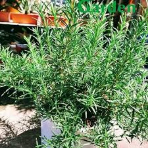 Hạt Giống Rau Hương Thảo F1. Túi 20 Hạt Chất Lượng Cao - Dễ Trồng - Bổ dưỡng.