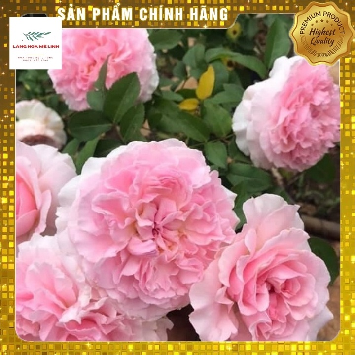 Hoa hồng Ngoại (Bụi ) Miranda[❤️ SẮC HỒNG PHẤN - SIÊU HOA - SIÊU ĐẸP ❤️]