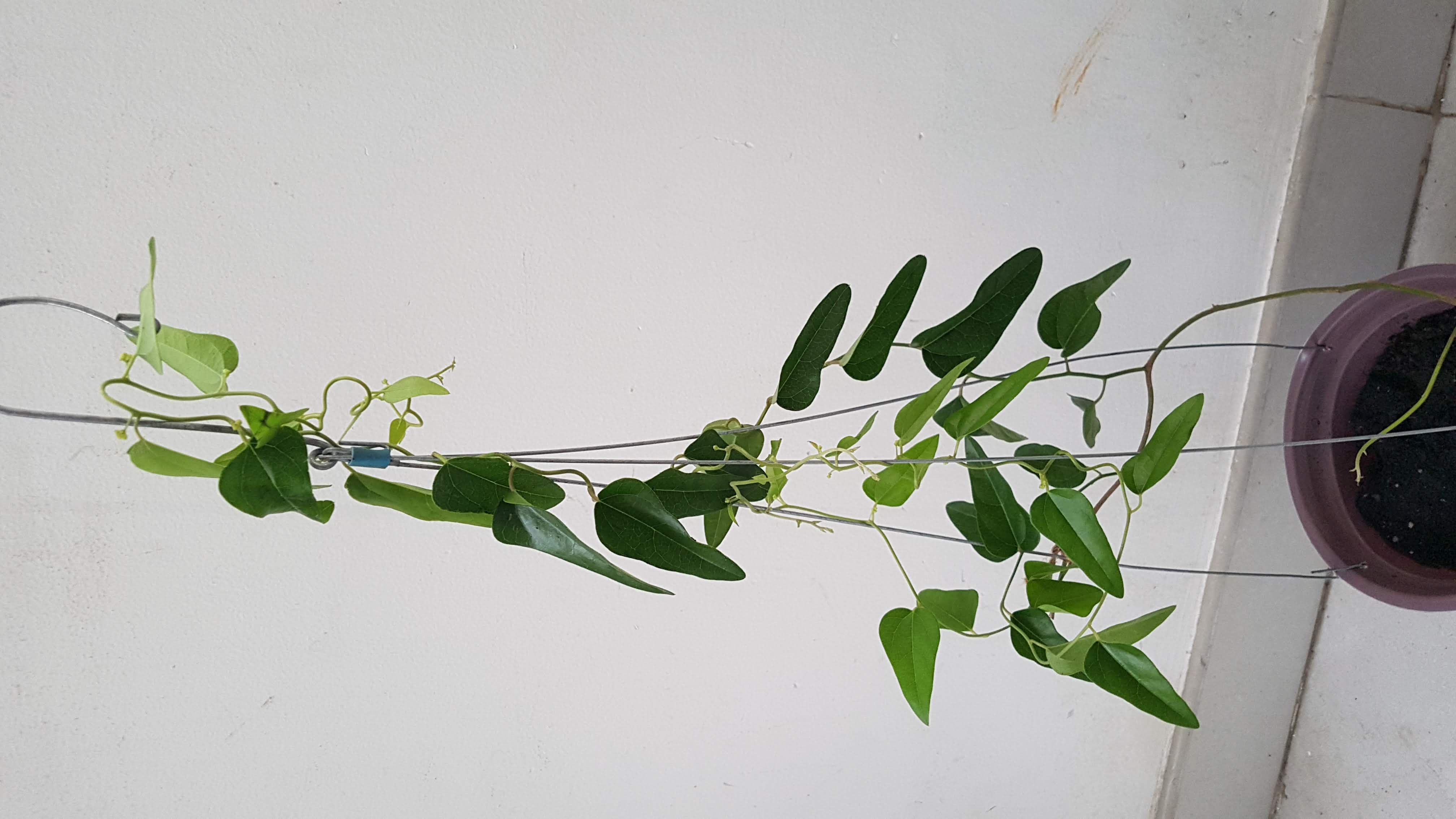Cây Sương sâm giống . Cây gieo từ hạt. ( loại sâm trơn)
