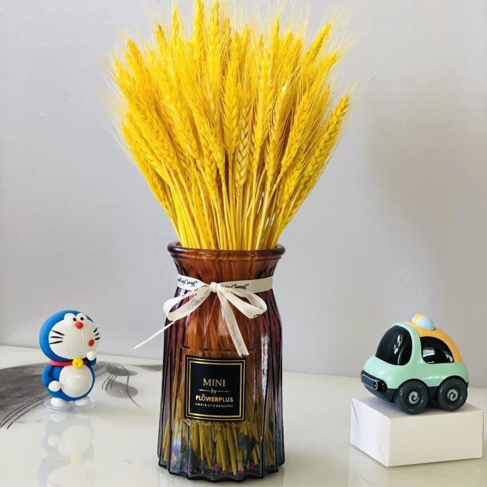 (Dried Barley) Bông Lúa Mạch Trang Trí, Bông Lúa Vàng Tài Lộc, Bó Lúa Mạch Trang Trí (Bông Lúa Bó 100 Bông)