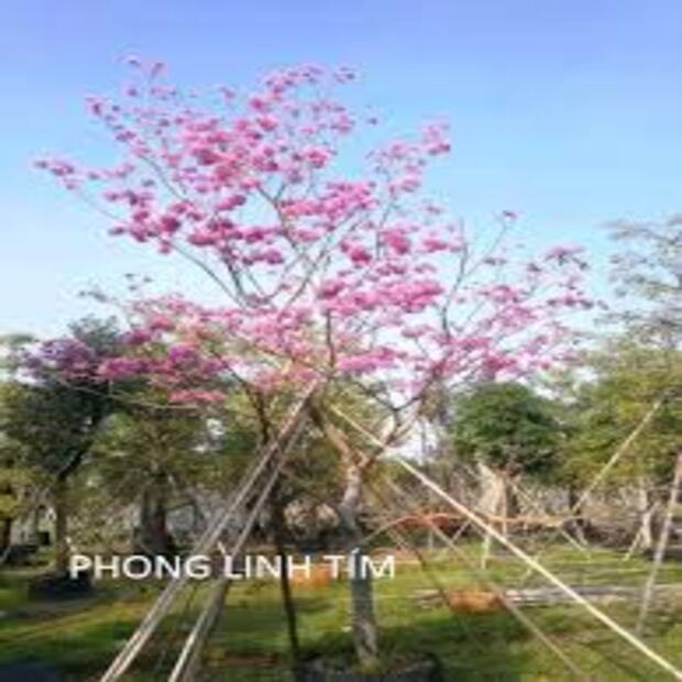 CÂY GIỐNG PHONG LINH TÍM