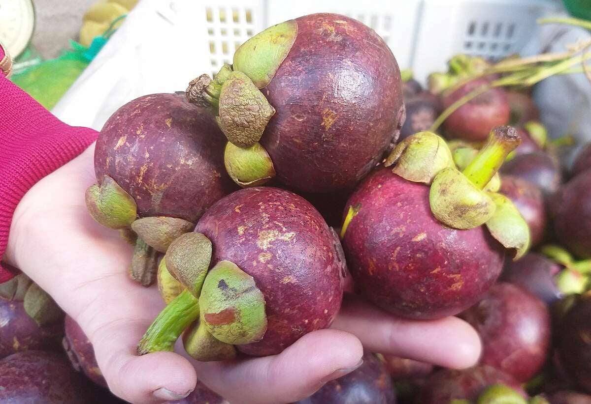 Cây Giống Măng Cụt Thực sinh (Nữ hoàng của các loại Trái Cây). [ Cây không ghép ]