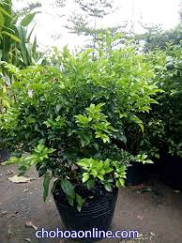 cây giống nghuyệt quế trắng thái