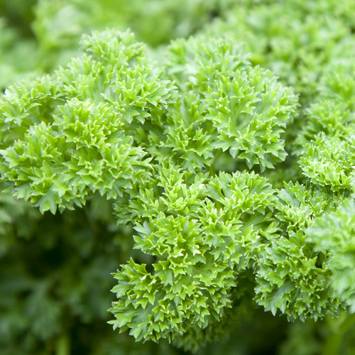 Chậu cây gia vị Ngò Tây Parsley (Petroselimun sativun)