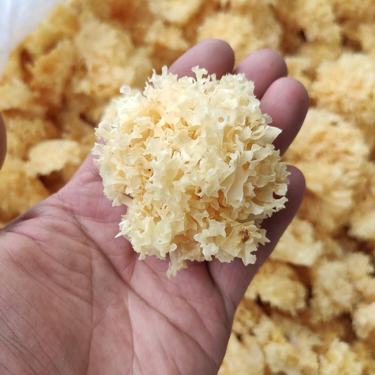 [HCM]Nấm tuyết rừng Đông Tạng 100g
