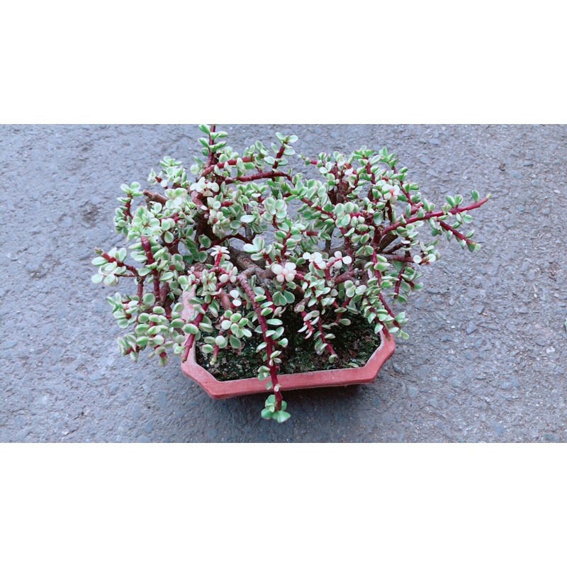 Cây Cành Vàng Lá Ngọc Cổ Thụ