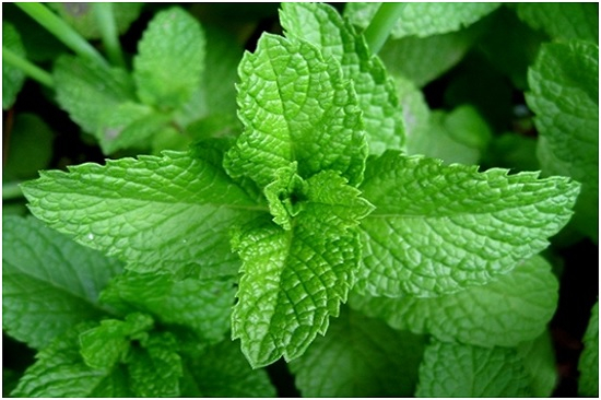 Hạt giống Cây Bạc Hà - Bạc Hà Cay Peppermint (Gói 100 Hạt) - Nông Sản Vàng