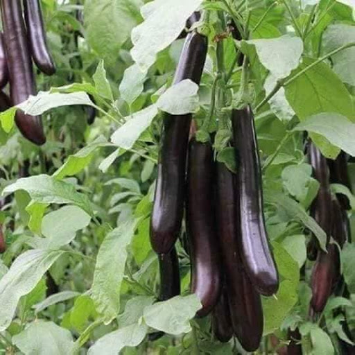 Hạt giống Cà Tím cao sản quả Dài giống khỏe ngắn ngày năng suất cao PSV18 | Phởms Market