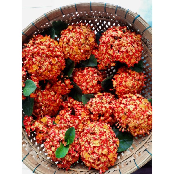 Cây mẫu đơn thái phụng hoàng cam
