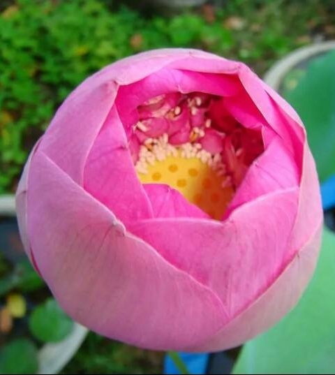 Hạt giống sen bách diệp Thái Lan